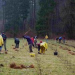 30 Piloten beim Bäume Pflanzen